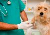 Veterinarices 20/3