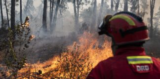 Homem detido por provocar incêndio florestal no Souto (Vila Cã)